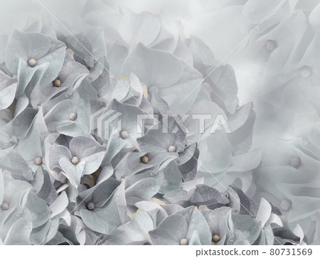 hydrangea flowers. light gray background. floral collage. flower composition. Close-up. Nature. hydrangea flowers. light gray background. floral collage. flower composition. Close-up. Nature. 80731569