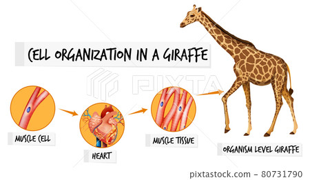 Diagram showing cell organization in a giraffe 80731790