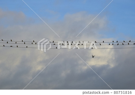 Birds resting on electric wires (blue sky background) Countless birds lined up 80731816