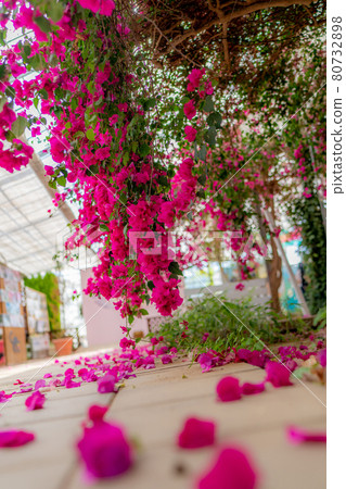 The road that Bougainvillea makes The road that Bougainvillea makes 80732898