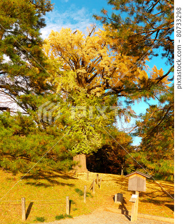 From the west side, the yellow leaves of the large strawberry near the ruins of Kyoto Gyoen and Koukado 80733298