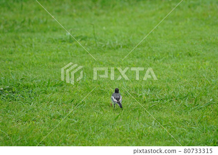 Birds walking on the lawn Birds walking on the lawn 80733315
