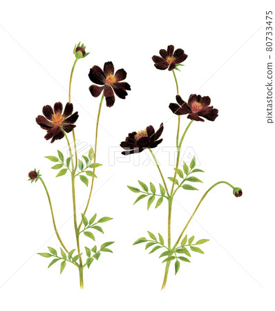 Illustration of chocolate cosmos 80733475