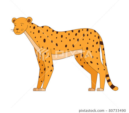Spotted Cheetah Standing as African Animal Vector Illustration Spotted Cheetah Standing as African Animal Vector Illustration 80733490