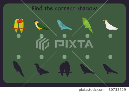 Matching children educational game with parrots - lovebird, black headed, barred parakeet, rose ringed, cockatoo. Find the correct shadow. Vector illustration. Matching children educational game with parrots - lovebird, black headed, barred parakeet, rose ringed, cockatoo. Find the correct shadow. Vector illustration. 80733529