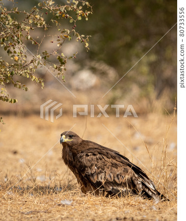 Steppe eagle or Aquila nipalensis portrait or closeup on ground in an open field during winter migration at jorbeer conservation reserve or dumping yard bikaner rajasthan India Steppe eagle or Aquila nipalensis portrait or closeup on ground in an open field during winter migration at jorbeer conservation reserve or dumping yard bikaner rajasthan India 80733556