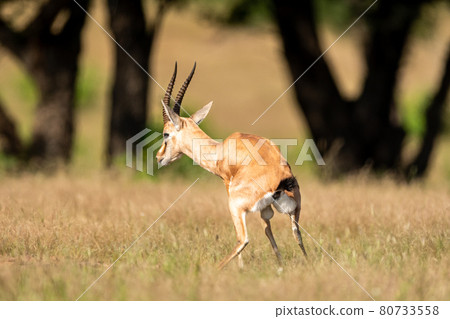 Chinkara or Indian gazelle an Antelope in natural monsoon green background at ranthambore national park or reserve sawai madhopur rajasthan india - Gazella bennettii Chinkara or Indian gazelle an Antelope in natural monsoon green background at ranthambore national park or reserve sawai madhopur rajasthan india - Gazella bennettii 80733558