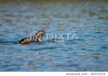 Smooth coated otter or Lutrogale perspicillata a vulnerable animal species of Mustelidae family playing in blue water of ramganga river at jim corbett national park or tiger reserve uttarakhand india 80733559