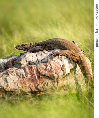 monitor lizard or bengal monitor or common indian monitor or varanus bengalensis portrait on rock in natural post monsoon green forest at ranthambore national park india monitor lizard or bengal monitor or common indian monitor or varanus bengalensis portrait on rock in natural post monsoon green forest at ranthambore national park india 80733566