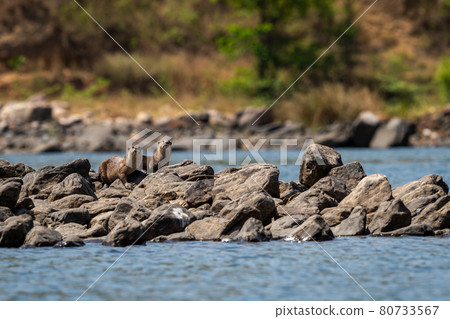 Smooth coated otter or Lutrogale perspicillata a vulnerable animal species of Mustelidae family pair with eye contact on rocks in river during safari at forest of central india Smooth coated otter or Lutrogale perspicillata a vulnerable animal species of Mustelidae family pair with eye contact on rocks in river during safari at forest of central india 80733567