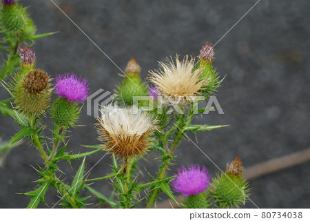 Purple plant 80734038