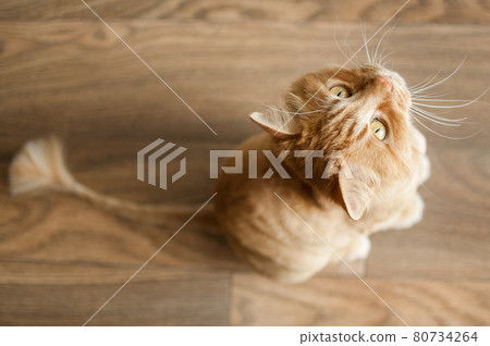 Domestic cat with ginger fur is sitting on the floor after grooming and trimming during summer, animal care concept 80734264