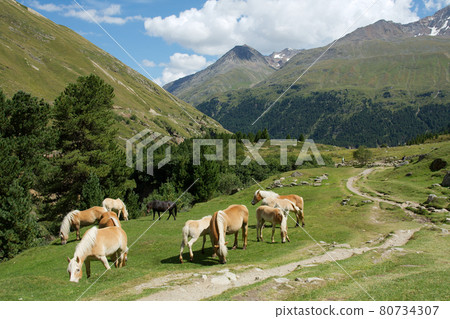 Alps Alps 80734307