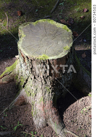 樹墩 80734503