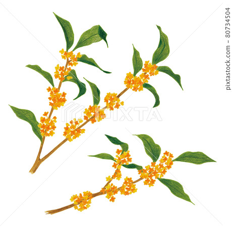 Kinmokusei 的插圖 80734504