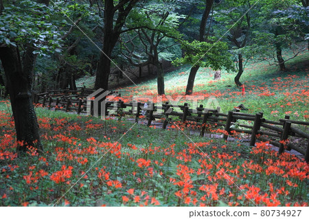 August Tochigi 100 Lycoris sanguinea Daejeon Kazu colony, Mikamoyama Park 80734927