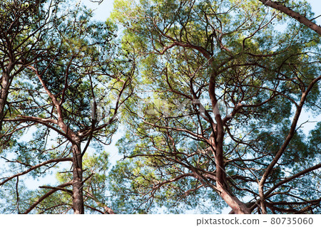 Tops of pine trees on a sunny day. Beautiful landscape of pine forest in summer day. Nature Wallpaper. The tall trees of the pine trees growing in the old forest. High quality color photo 80735060
