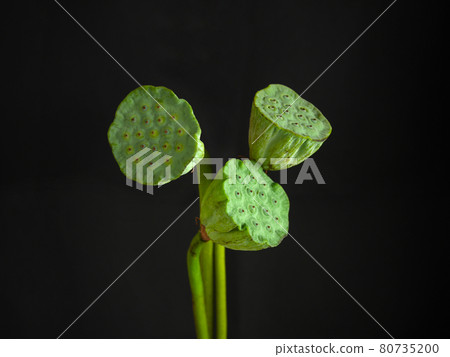 三顆蓮子特寫的黑色背景 80735200