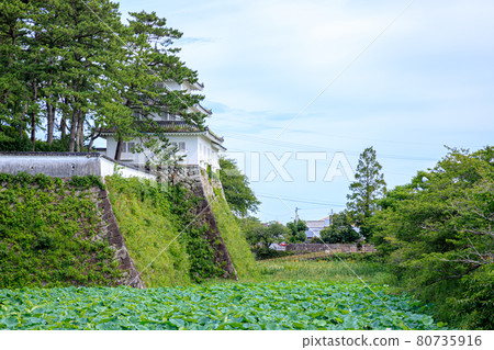 長崎縣夏島原市的島原城和蓮花 80735916