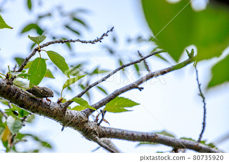 Kumazemi adult 80735920