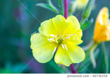 Close-up shot of a beautiful single yellow flower blooming in the field 80736358