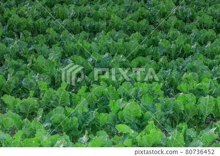 【北海道美瑛町】6月Beat field 80736452