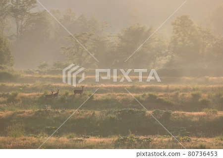 【北海道美瑛町】朝陽和蝦夷鹿六月 80736453