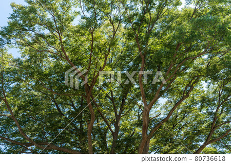 wood wood 80736618