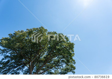 Blue sky and tree Blue sky and tree 80736619