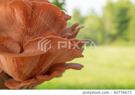 Bright Pink Oyster Mushroom Pleurotus djamor edible gourmet fungi Bright Pink Oyster Mushroom Pleurotus djamor edible gourmet fungi 80736671