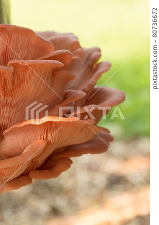 Bright Pink Oyster Mushroom Pleurotus djamor edible gourmet fungi Bright Pink Oyster Mushroom Pleurotus djamor edible gourmet fungi 80736672