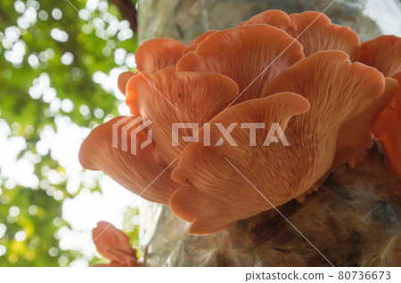 Bright Pink Oyster Mushroom Pleurotus djamor edible gourmet fungi 80736673