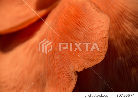 Bright Pink Oyster Mushroom Pleurotus djamor edible gourmet fungi Bright Pink Oyster Mushroom Pleurotus djamor edible gourmet fungi 80736674