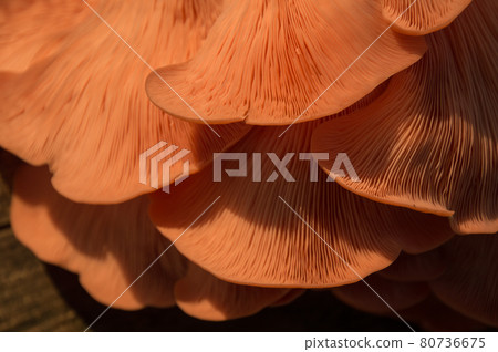 Bright Pink Oyster Mushroom Pleurotus djamor edible gourmet fungi Bright Pink Oyster Mushroom Pleurotus djamor edible gourmet fungi 80736675