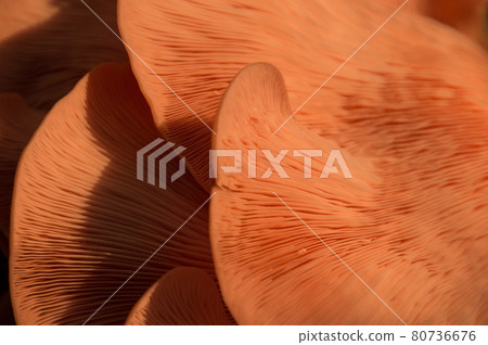 Bright Pink Oyster Mushroom Pleurotus djamor edible gourmet fungi Bright Pink Oyster Mushroom Pleurotus djamor edible gourmet fungi 80736676
