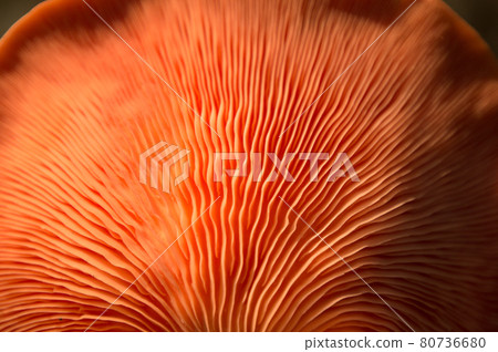 Bright Pink Oyster Mushroom Pleurotus djamor edible gourmet fungi 80736680