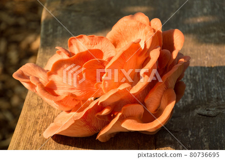 Bright Pink Oyster Mushroom Pleurotus djamor edible gourmet fungi Bright Pink Oyster Mushroom Pleurotus djamor edible gourmet fungi 80736695