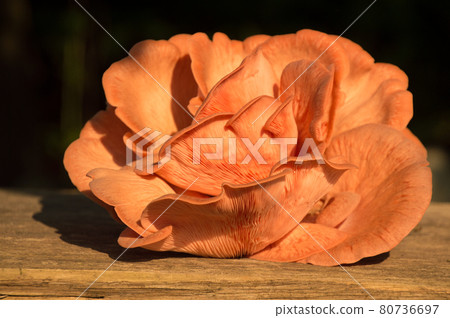 Bright Pink Oyster Mushroom Pleurotus djamor edible gourmet fungi 80736697