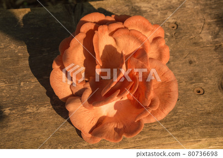 Bright Pink Oyster Mushroom Pleurotus djamor edible gourmet fungi 80736698