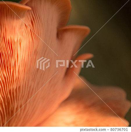 Bright Pink Oyster Mushroom Pleurotus djamor edible gourmet fungi 80736701