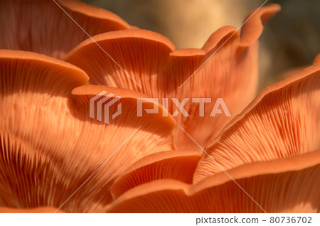 Bright Pink Oyster Mushroom Pleurotus djamor edible gourmet fungi 80736702