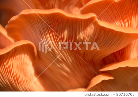 Bright Pink Oyster Mushroom Pleurotus djamor edible gourmet fungi Bright Pink Oyster Mushroom Pleurotus djamor edible gourmet fungi 80736703