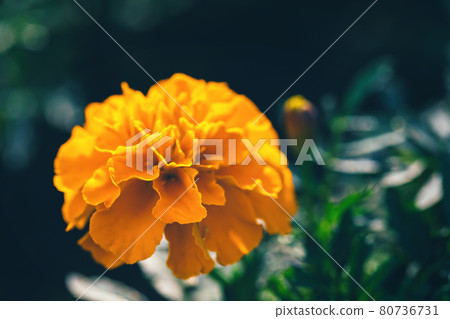 closeup of orange marigold flower with green leaves in garden closeup of orange marigold flower with green leaves in garden 80736731