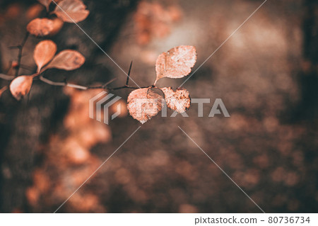 autumn scene with orange leaves and blurred brown branches autumn scene with orange leaves and blurred brown branches 80736734