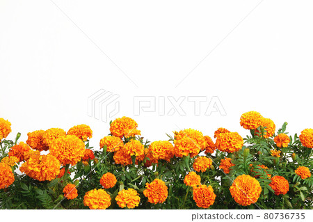 orange marigold flowers border isolated on white background orange marigold flowers border isolated on white background 80736735