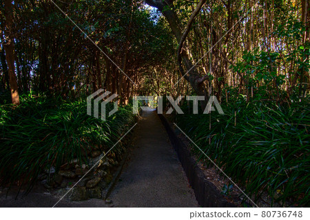 The road that gets dark behind the trees 80736748