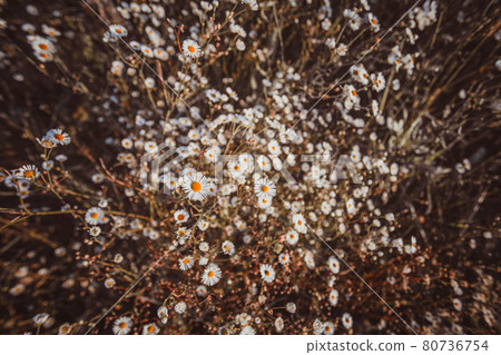 Autumn wild grass and white daisy flowers on a meadow Autumn wild grass and white daisy flowers on a meadow 80736754