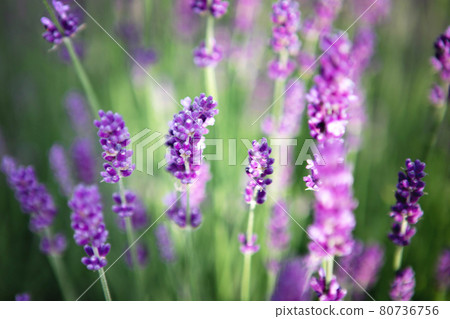 Lavender flower field at sunset rays Lavender flower field at sunset rays 80736756