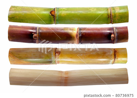 Sugarcane isolated on white background 80736975