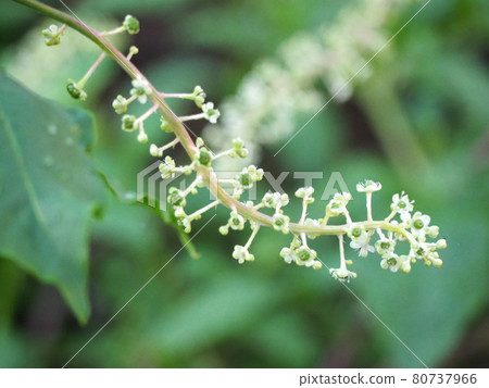 山區鄉房 山區鄉房 80737966